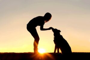 silhouette of a woman feeding a dog a treat with a sunset in the background