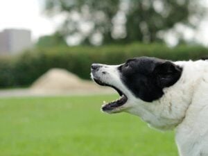 dog barking outside