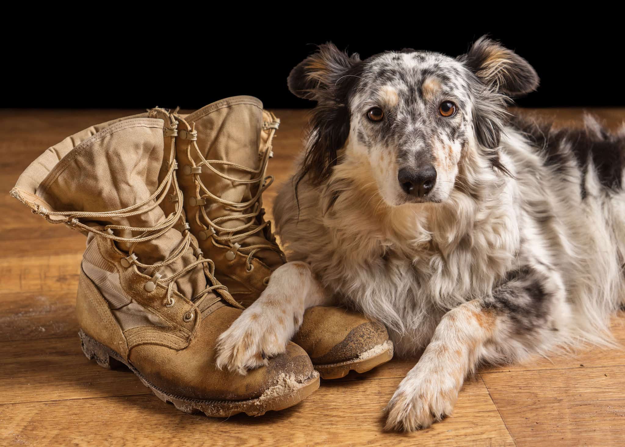 Border collie Australian shepherd mix dog lying down on tan veteran service military combat boots looking sad