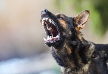 Dog Bites by Breed