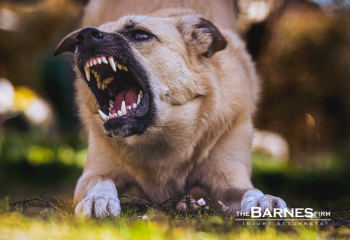 Aggressive dog fixed on something he wants to attack