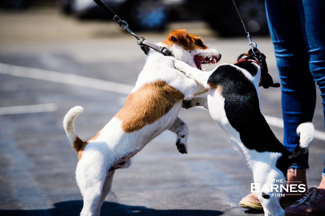two dogs fighting on long island